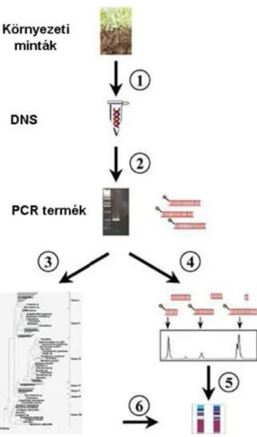 13. ábra. A denitrifikáló populációk elemzése biomolekuláris technika segítségével