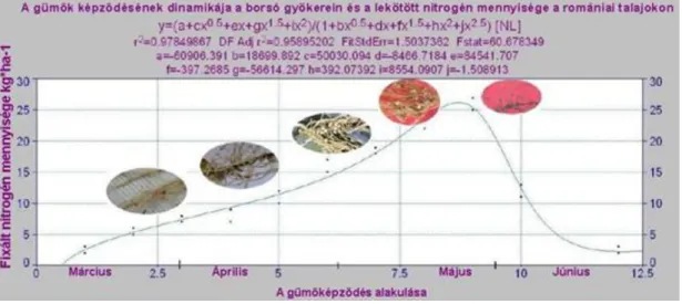 20. ábra. A gümők képződésének dinamikája a borsó gyökerein és a megkötött nitrogén mennyisége a romániai  talajokon (eredeti)