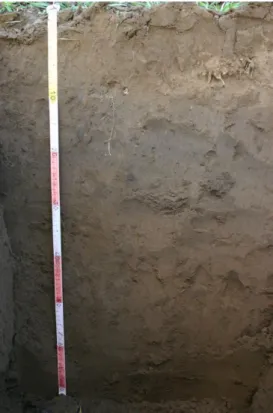 21. kép  Futóhomok, eltemetett réteggel  - humuszos homok 