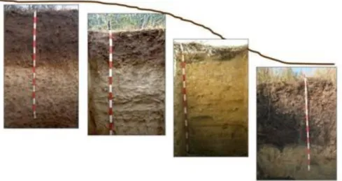 Az 15. ábra egy eróziós katénát mutat be, melyen a platóhelyzetben elhelyezkedő kilúgzott mezőségi talaj (bal  oldali  talajszelvény)  a  területre  jellemző,  nem  erodált  talaj  (A  és  B  szintjének  együttes  vastagsága  1  m)