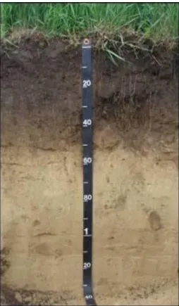 23. ábra: Mély, kedvező összetételű humuszos szinttel rendelkező mezőségi talaj (Fotó: Michéli E.)