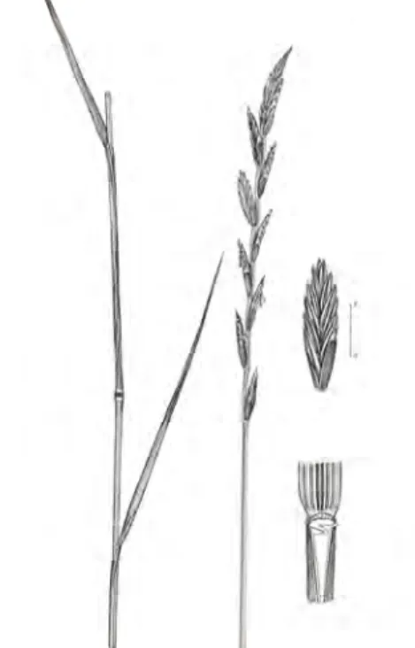 Fig. 3. Stem, leaf, inflorescence and spikelet of Szarvasi-1 energy grass (drawing: Emőke Oláh) 