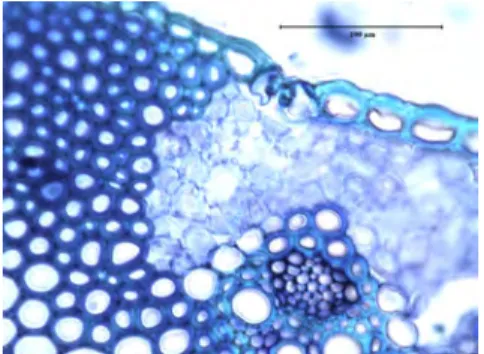 Fig. 4. Sclerenchymatous epidermis with mesomorphic stoma in the stem of Szarvasi-1  (photo: Ágnes Farkas) 