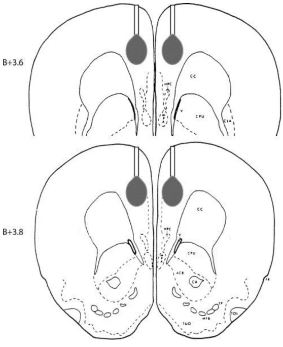 Fig.  1. Representative  drawing  of  the  delivery  cannula  and  the  microinjection  target  area in the mdPFC at two antero-posterior levels (B+3.6, B+3.8) according to the rat  brain atlas of Pellegrino et al