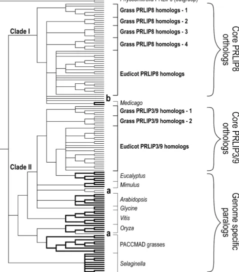 Fig. 2. Phylogenetic relationships of the PRLIP protein sequences. Bold lines indicate genome-speciﬁc paralog groups