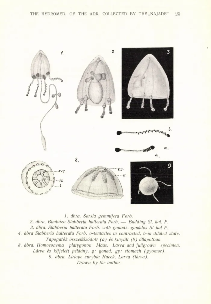 1. ábra. Sarsia gemmifera Forb. 