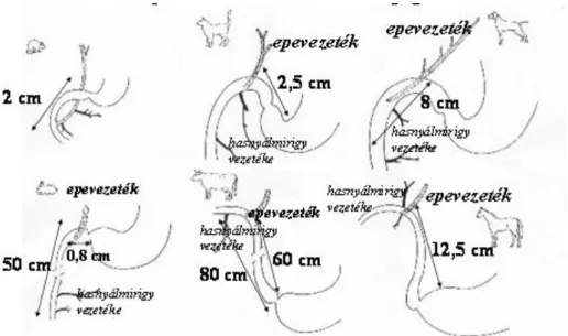 7. ábra: A hasnyálmirigy és az epevezeték csatlakozása a vékonybélbe különböző állatfajokban