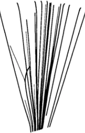 FIG. 22-3. Spray of a particle tracks in a cloud chamber. Each particle travels an essentially  straight line path until it has lost nearly all of its energy; the bending that then occurs is known as  straggling