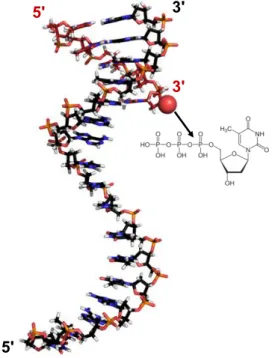 Figure  20.  The  crystal  structure  of  the  template  strand  DNA  with  a  primer  sequence (with red backbone) hybridized to the 3’ terminus of the template strand
