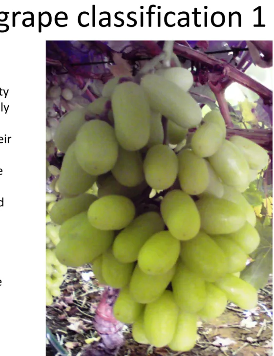 Table grape classification 1