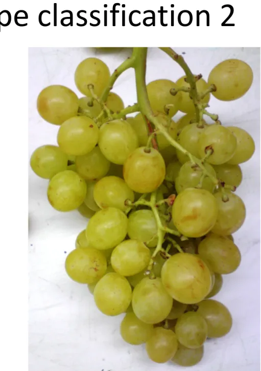 Table grape classification 2 
