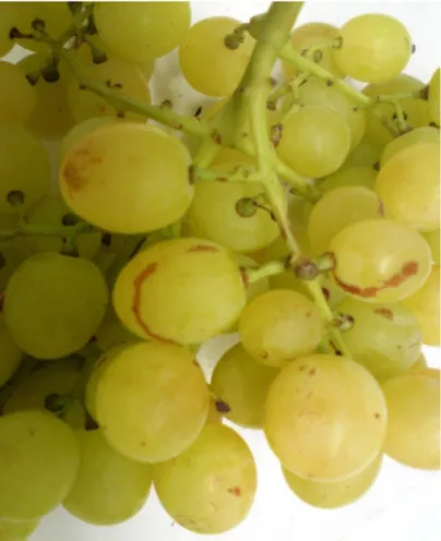 Table grape classification 3 
