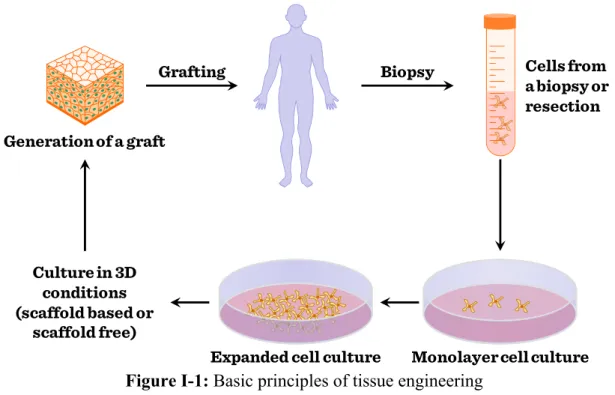 Figure I-1: Basic principles of tissue engineering 