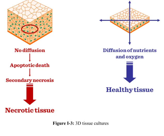 Figure I-3: 3D tissue cultures 