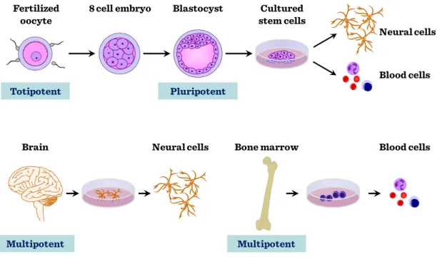 Figure II-1: Stem cell types 