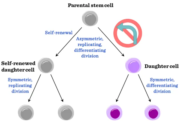 Figure II-2: Types of stem cell replications I 