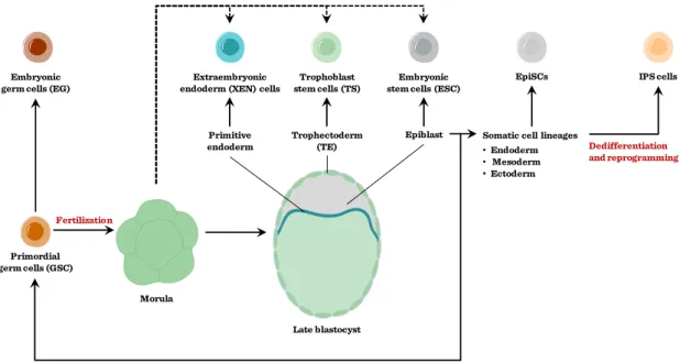 Figure II-4: Epiblast stem cells 