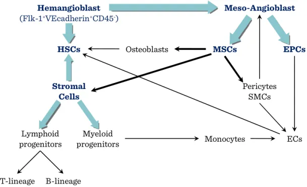 Figure II-8: Ontogeny of tissue lineages in bone marrow 