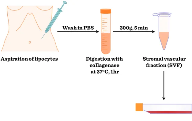 Figure II-11: Isolation procedures of ASCs Digestion withcollagenaseat 37oC, 1hr Stromal vascularfraction (SVF)Wash in PBSAspiration of lipocytes300g, 5 min