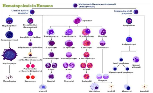 Figure II-6: Hematopoietic stem cells (HSCs)