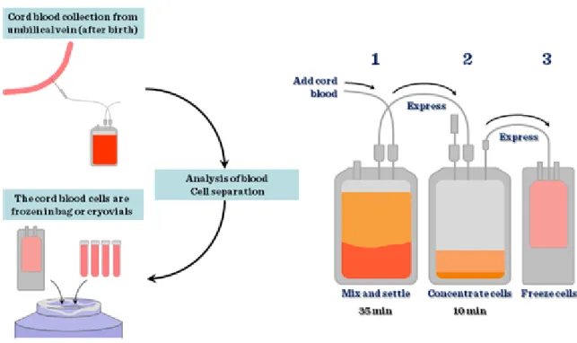 Figure II-9: Cord blood stem cells and foetal stem cells