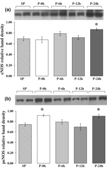 Fig. 5 Time-course changes in eNOS protein content (a) and acti- acti-vation (b) determined at various time intervals after rapid cardiac pacing by western blot