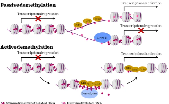 Figure III-5: DNA methylation in stem cells