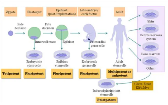 Figure IV-1: Origin of stem cells and reprogramming