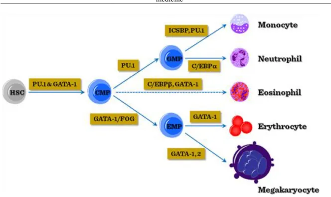 Figure V-3: Transcriptional regulation of myeloid differentiation