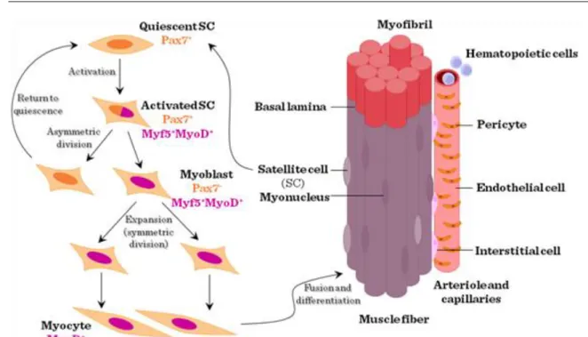 Figure VI-1: Structure and regeneration of skeletal muscle
