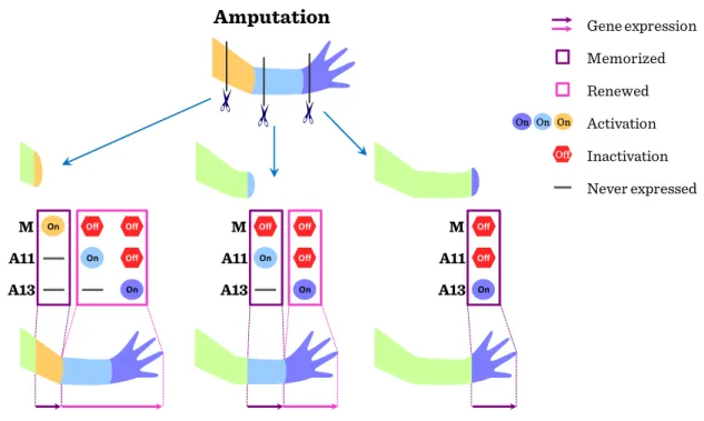 Figure II-2: Imprinting in regeneration 