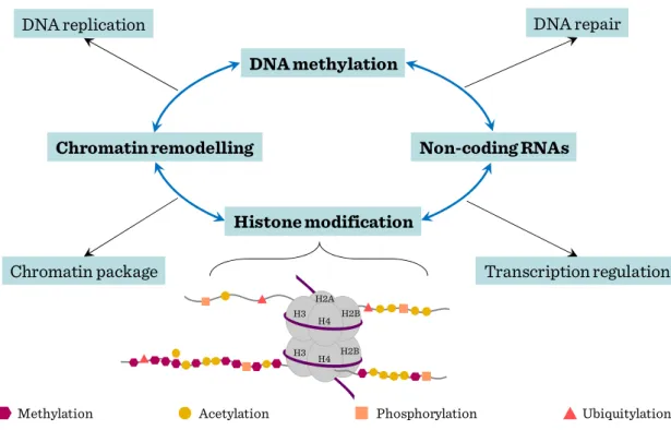 Figure III-1: Epigenetic gene regulation of stem cell genome 