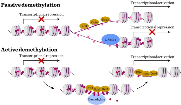 Figure III-2: DNA methylation in stem cells Passive demethylationActive demethylationTranscriptional repression Transcriptional repressionDNMT1Klf4Oct4Sox2Transcriptional activationTranscriptional repressionKlf4Sox2Oct4DemethylaseKlf4Sox2Oct4