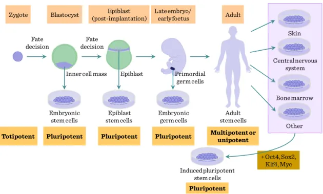 Figure IV-1: Origin of stem cells and reprogramming 