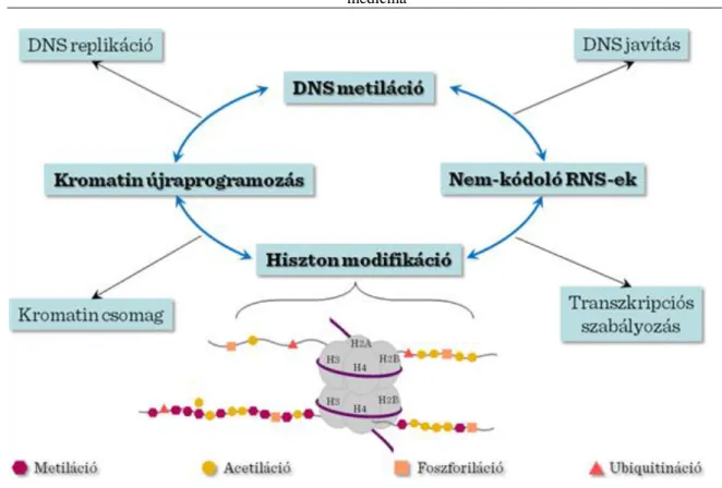 III-1. ábra: Az őssejt genom epigenetikus szabályozása
