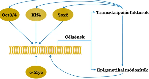 I-3. ábra: Reprogramozás: Pluripotenciál-indukció iPS sejtekben 