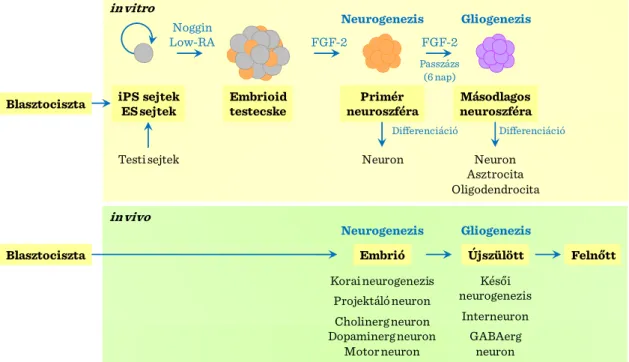 II-3. ábra: Idegi őssejtek és differenciálódási kapacítás 