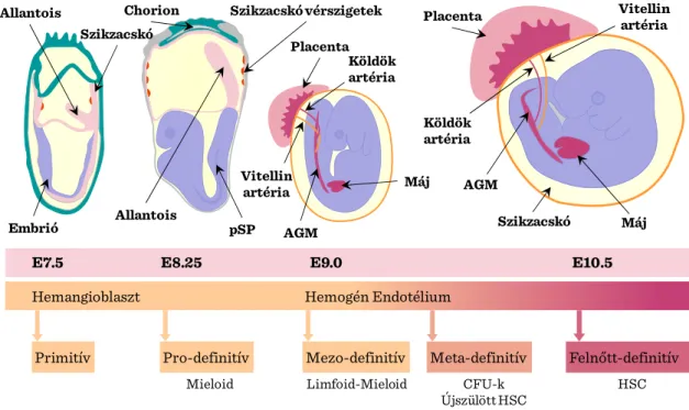 V-1. ábra: Az embrionális vérképzés kialakulása 