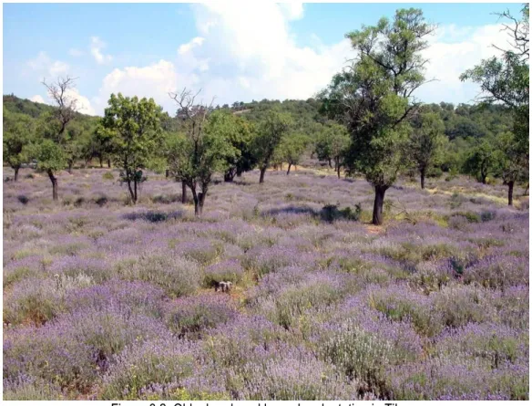 Figure 3.2. Old, abandoned lavender plantation in Tihany  3.1.2.3. Amount and distribution of precipitation 