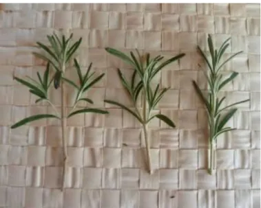 Figure 4.2.  Half-ripe stems of rosemary used to make cuttings (Photo by Pluhár, 2011)  