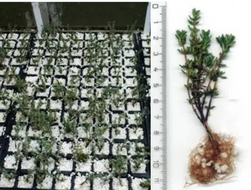 Figure 4.16. a-b. Half-wood thyme cuttings in trays using perlite as rooting medium (a) rooted thyme cutting (b)  (Photos by Pluhár, 2011)  