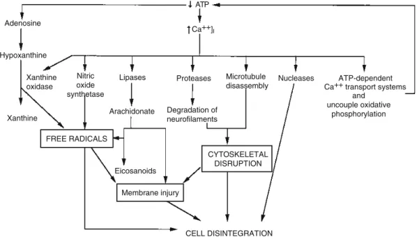 2. ábra 2  A fokozott intracelluláris Ca 2+  jel káros hatáa hipoxia-iszkémia során. 