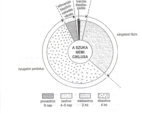 5. ábra: A szuka nemi ciklusa 