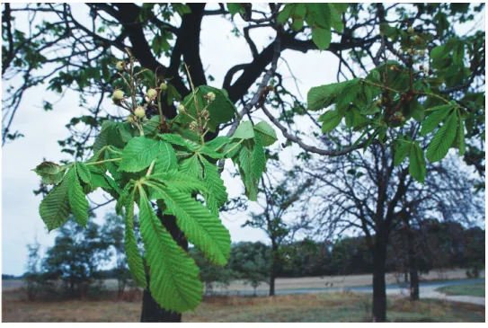 13. kép: Erős fertőzés és korai lombhullás esetén a fák szeptember végén új leveleket hajthatnak