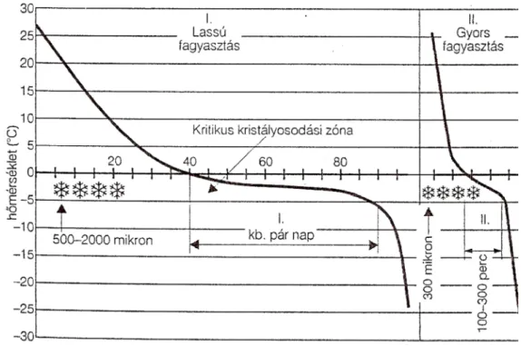 9. ábra: A lassú és gyors fagyasztás paraméterei (Beke, 2002b)  A lassú és a gyorsfagyasztás sejtroncsoló hatását mutatja be a 10