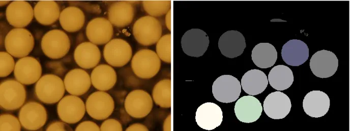 10. ábra: Az ernyő fénymikroszkópos felvétele 11. ábra: A Hoshen-Kopelman algoritmussal  feldolgozott kép
