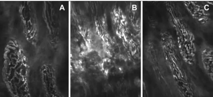 2. ábra. Vékonybél-nyálkahártya (patkány) in vivo szövettani felvételei fluoreszcens konfokális lézer pásztázó endomikroszkóppal iv
