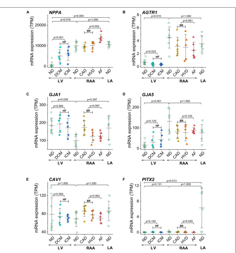 FIGURE 5 | Control of disease identity and reproducibility of known AF- or HF-related gene expression in transcripts per kilobase million (TPM) assessed by RNA-seq