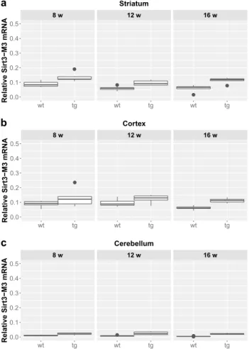 Fig. 3    Relative mRNA expression level of Sirt3-M2 in the stria- stria-tum (a), cortex (b) and cerebellum (c) of N171-82Q transgenic and  B6C3 wild-type mice of three age groups