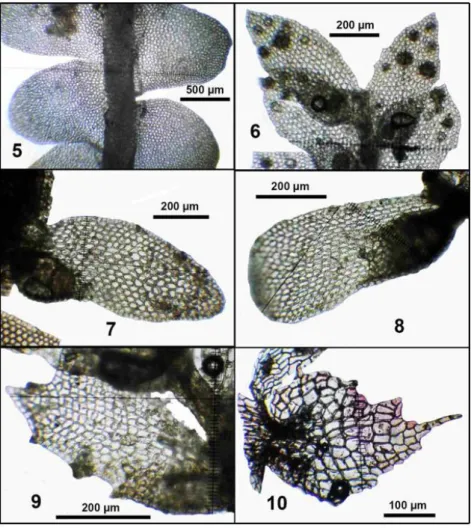 Figure  5.  Acrobolbus  limbatus  (Steph.)  Briscoe  &amp;  J.J.Engel,  habit,  ventral  view  (from  Frimodt-Møller  TZ634/A)